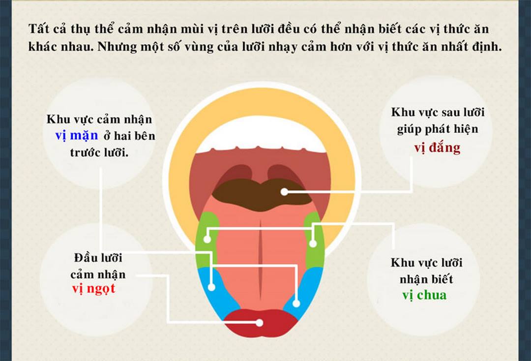 Những vị trí nụ vị  giác trên bề mặt lưỡi 