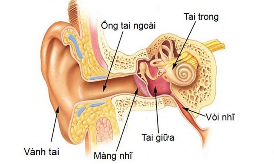 Tìm hiểu cấu tạo, chức năng tai để hiểu hơn về bệnh viêm tai giữa 